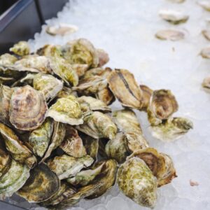 Live Oysters
